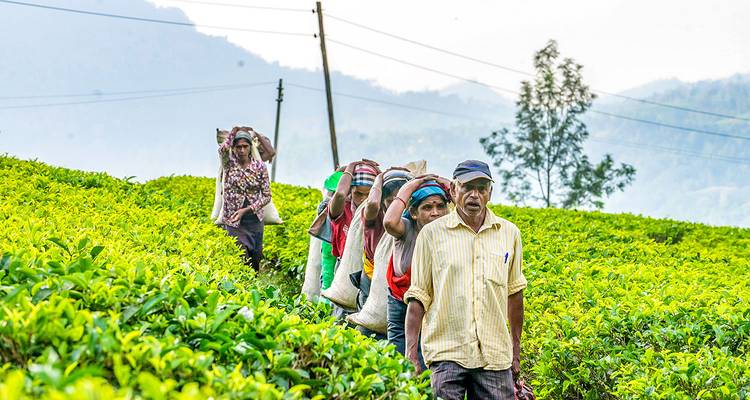 Eine Gruppe von Teepflückern, die durch eine üppig grüne Plantage gehen.
