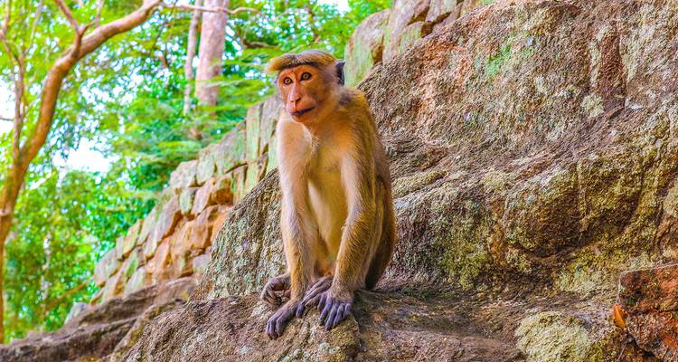 Aventura personalizada de 2 semanas en Sri Lanka, salida diaria y guía privado - Agate Travel 9