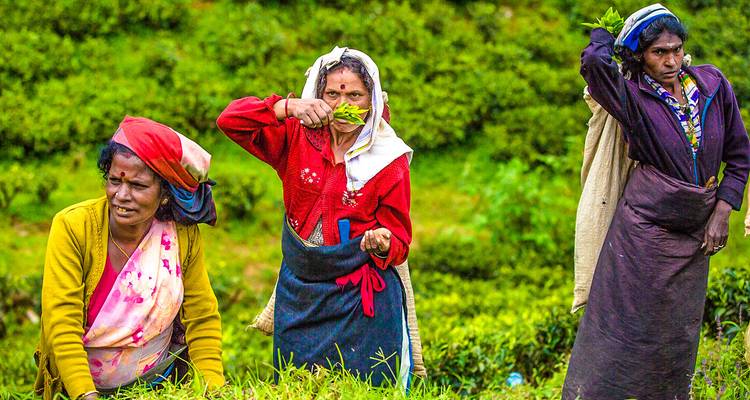 Aventura personalizada de 2 semanas en Sri Lanka, salida diaria y guía privado - Agate Travel 4