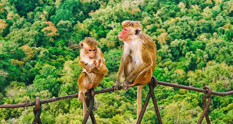 Customized Sri Lanka Discovery from India with Daily Departure - Agate Travel 10