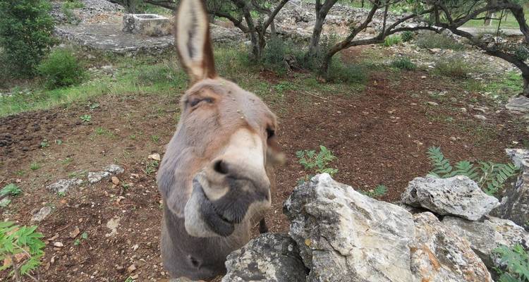 Trek et baignade en Croatie - Trek estivale - 365activecroatia 4