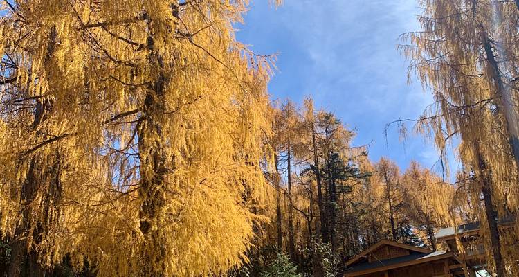 Goldene Herbstbäume vor einem blauen Himmel.