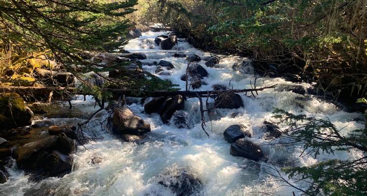 Ein klarer Fluss, der durch einen Wald mit Felsen und Grünpflanzen fließt.