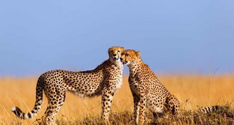 Tanzania & Kenya: Highlights with Zanzibar - SKR Reisen 1