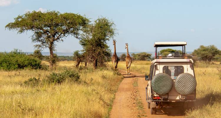Safarifahrzeug auf einer Schotterstraße nähert sich Giraffen in einer Savanne.