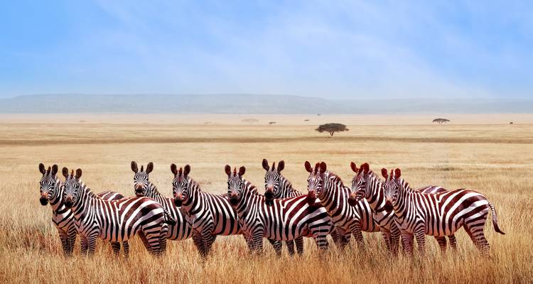 Herde von Zebras, die in einer Savannenlandschaft stehen.
