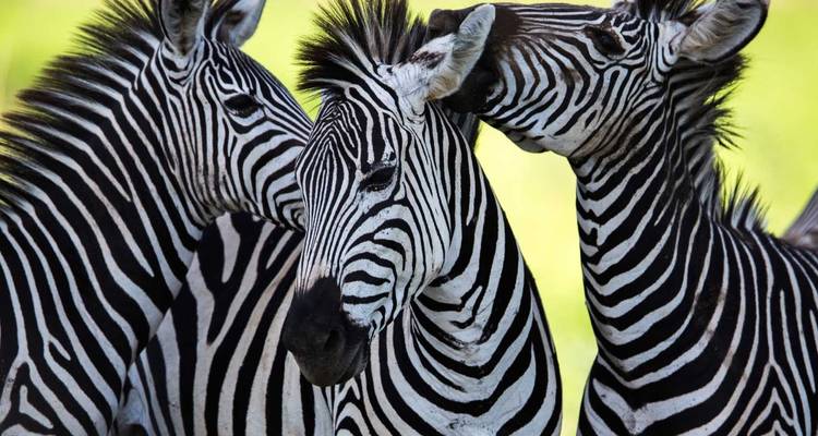 Tanzania & Kenya: Highlights with Zanzibar - SKR Reisen 3