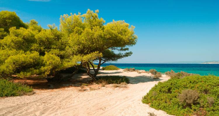 A sandy path with lush trees and clear blue sea.