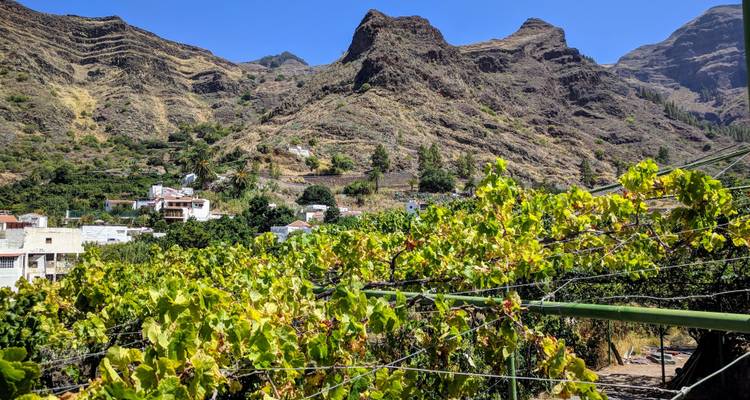 Vignobles verts grimpant sur une colline volcanique escarpée parsemée de petites maisons blanches sous un ciel bleu profond