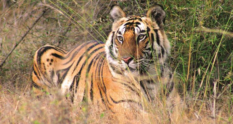 India: Lo más destacado del norte de la India - SKR Reisen 4