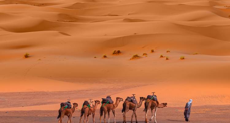 Desert scene with a person walking camels.