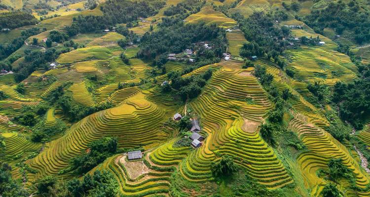 Een luchtfoto van terrasvormige rijstvelden met levendige kleuren en omringende bomen.