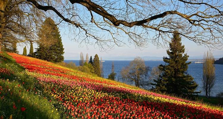 Vibrant tulip fields overlooking an expansive lake with mountains in the distance.