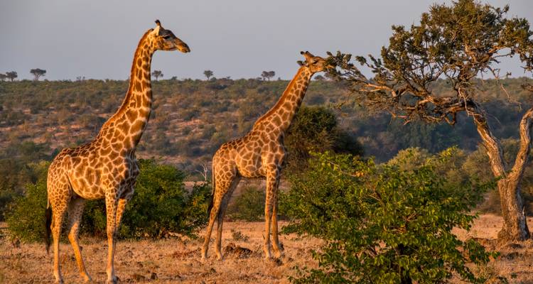 Zwei Giraffen in einer Savannenlandschaft, die an einem Baum fressen.