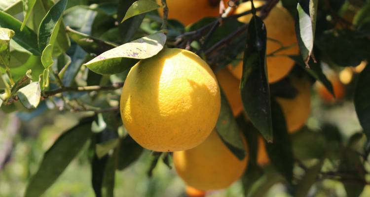 Nahaufnahme einer reifen gelben Zitrusfrucht, die an einem belaubten Zweig in hellem Sonnenlicht hängt.