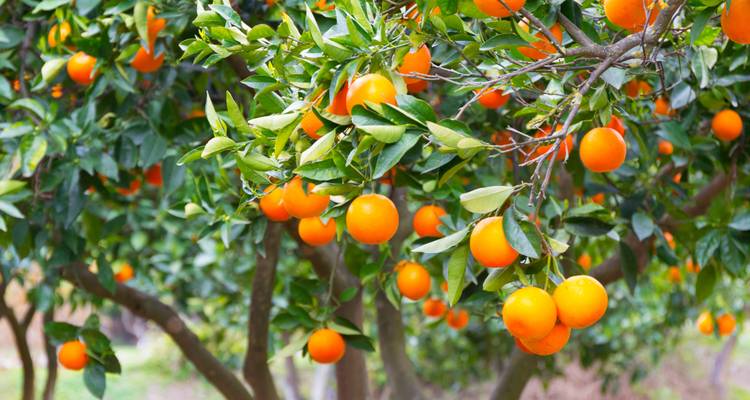 Branches chargées d'oranges mûres et éclatantes dans un verger ensoleillé.