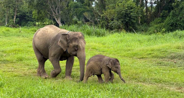 Ein erwachsener Elefant geht sanft neben seinem verspielten Kalb über eine üppig grüne Wiese in Nordthailand.
