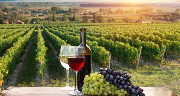 Flasche Rotwein, Gläser und Trauben vor der Kulisse der sanften toskanischen Weinberge bei Sonnenuntergang