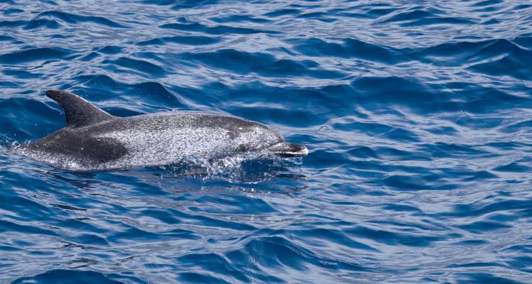 Tuimelaar die het oppervlak van diepblauw oceaanwater doorbreekt en druppels verspreidt terwijl hij zwemt.