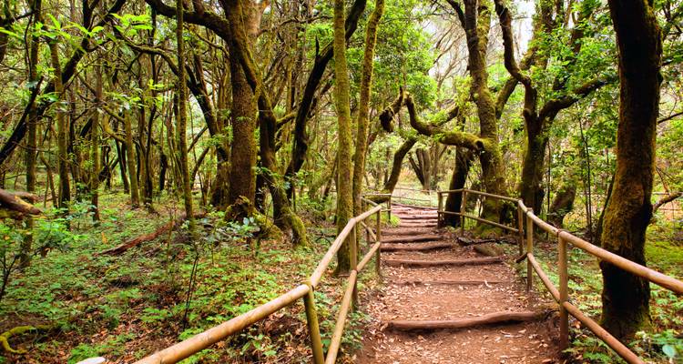 Beschaduwde bospad met rustieke leuningen die door weelderig, met mos bedekt laurierbos kronkelt.