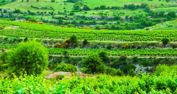 Weinberglandschaft mit sanften Hügeln.