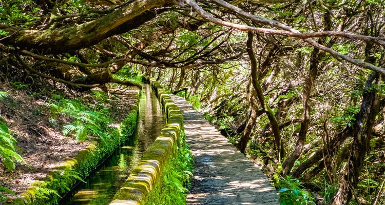 Beschaduwde levada voetpad dat zich slingert door weelderig, mosbegroeid bos op Madeira