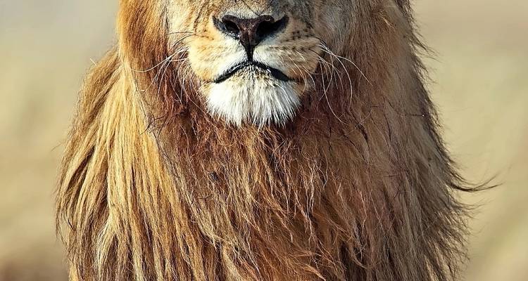 Nahaufnahme eines männlichen Löwen in freier Wildbahn.
