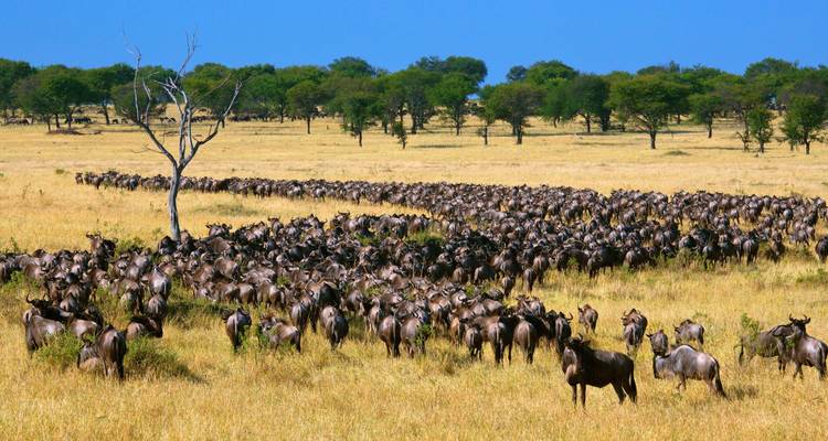 Gnu-Wanderung in einer weiten Savanne.