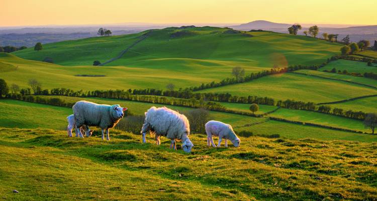 Friedliche ländliche Landschaft mit grünen sanften Hügeln und weidenden Schafen.