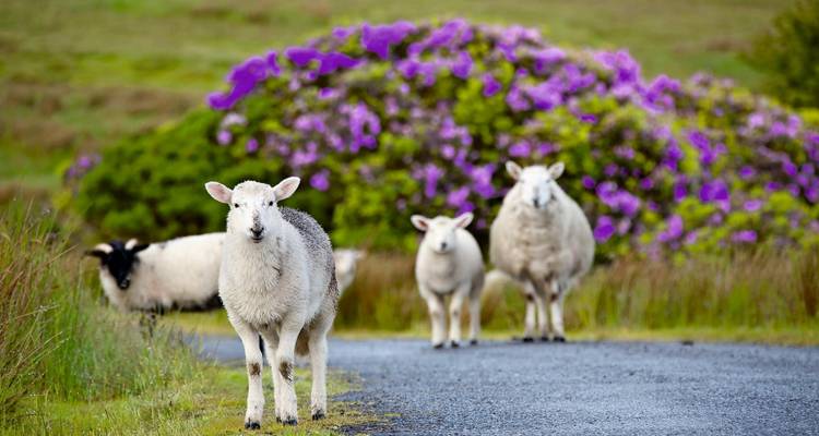 Ireland Highlights - SKR Reisen 6