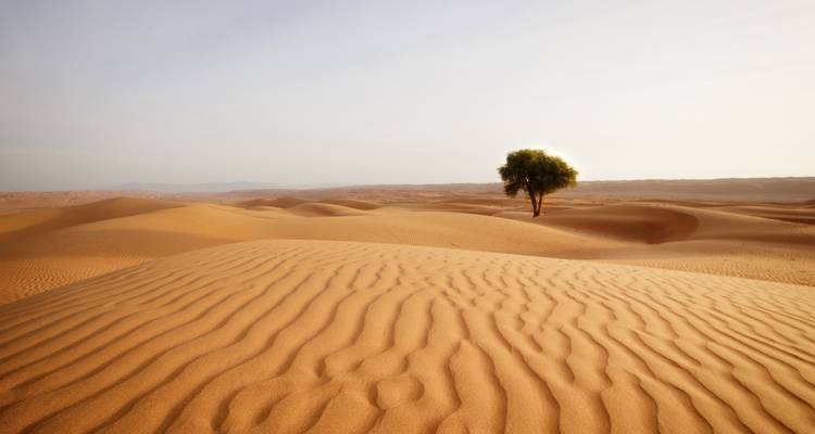 Solitary tree on sand dunes in a desert landscape.
