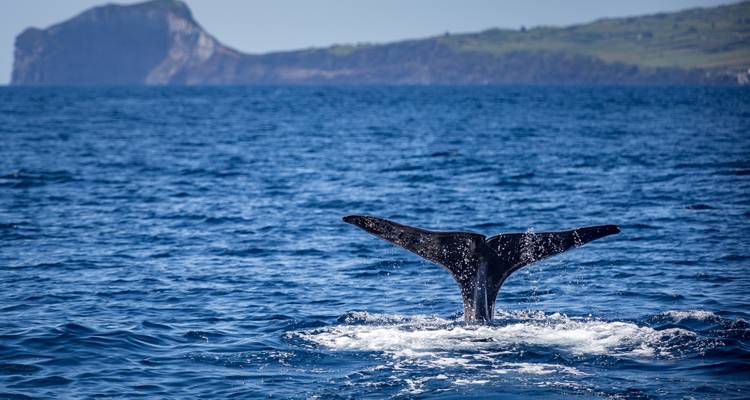 Nageoire caudale d'une baleine émergeant des eaux bleu profond de l'Atlantique avec une falaise insulaire visible en arrière-plan lointain.