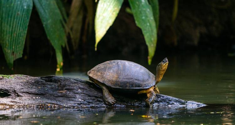 Costa Rica : Points forts - SKR Reisen 10