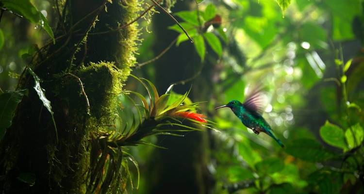 Colibrí en vuelo cerca de una planta en un bosque denso.