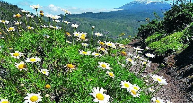 Hiking in Northern Tenerife - SKR Reisen 1