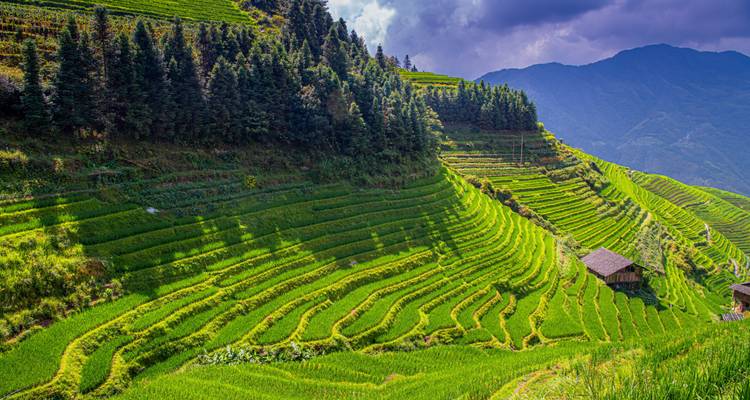 Grüne Reisterrassen schwingen sich entlang eines Berghangs unter dunklen Wolken und fernen Gipfeln