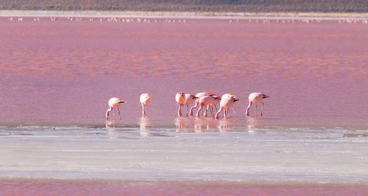 Groupe de flamants roses se nourrissant dans les eaux cramoisies peu profondes d'un lagon d'altitude.