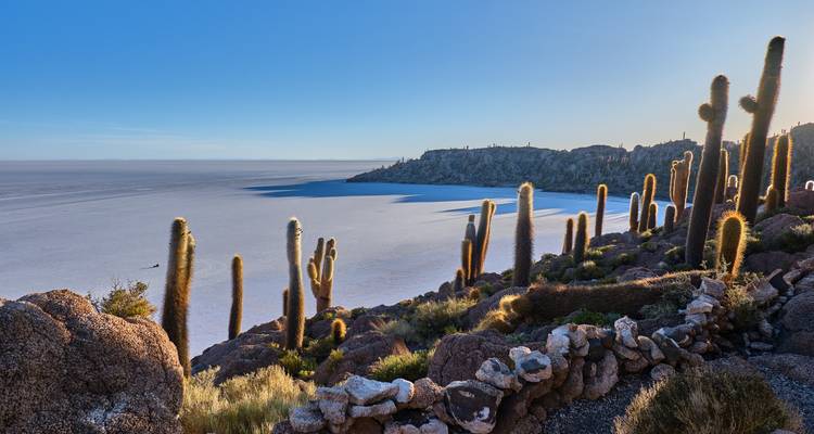 De grands cactus sur une île rocheuse surplombant l'étendue blanche infinie du Salar d'Uyuni.