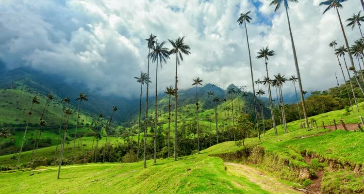 Palmeras altas en un valle verde exuberante con montañas