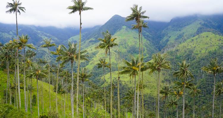 Torenhoge waspalmbomen rijzen op boven groene heuvels in Colombia's Cocora-vallei onder een mistige hemel.