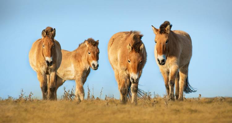 Vier Przewalski-Pferde grasen auf offener Steppenlandschaft unter einem klaren blauen Himmel
