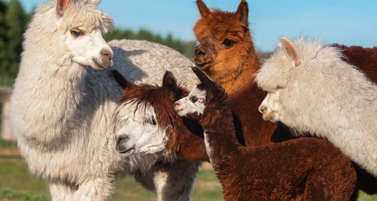 Groep alpaca's in een grazig veld.