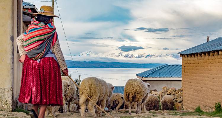 Persoon die met schapen wandelt bij een meer en besneeuwde bergen.