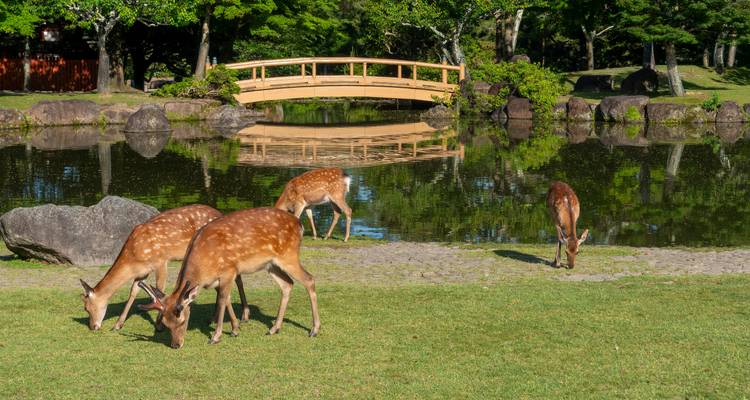 Cuatro ciervos moteados pastan hierba junto a un estanque reflectante y un puente de madera en un parque tranquilo