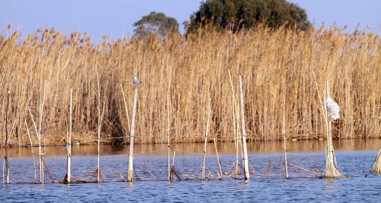 Ruhige Sumpflandschaft mit Fischernetzen und Holzpfählen vor hohen goldenen Schilfrohren und entfernten Bäumen.