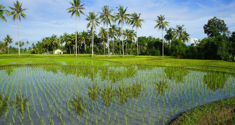 Levendige groene rijstvelden die palmbomen weerspiegelen onder een blauwe hemel in landelijk Bali.
