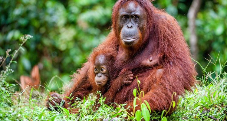 SUMATRA, JAVA & BALI / INDONÉSIE : Le voyage détaillé - SKR Reisen 4