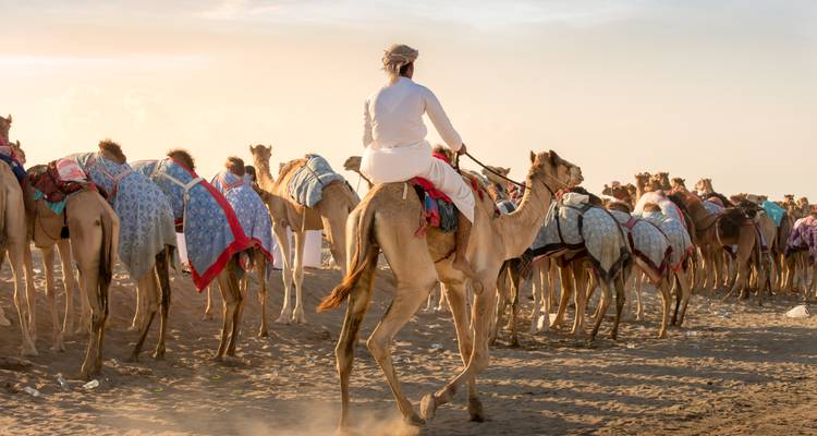 Jinetes de camellos en vestimenta tradicional se reúnen en el desierto arenoso a la luz del amanecer.