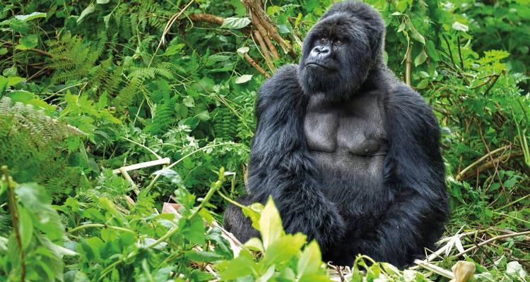 Uganda: Lo más destacado - SKR Reisen 10