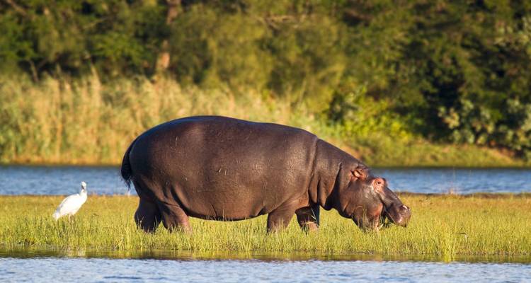 Nilpferd beim Grasen in der Nähe von Wasser.